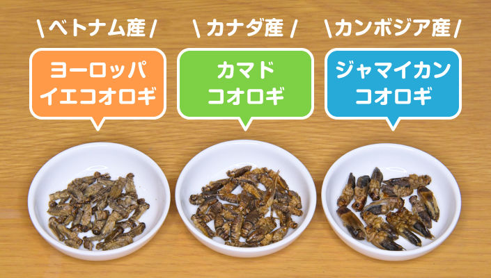 コオロギ食べくらべキット