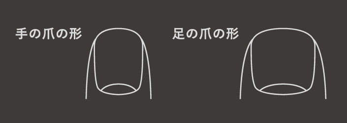 手の爪の形と足の爪の形