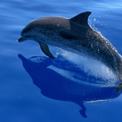14 April World Dolphin Day Instagram Post.png