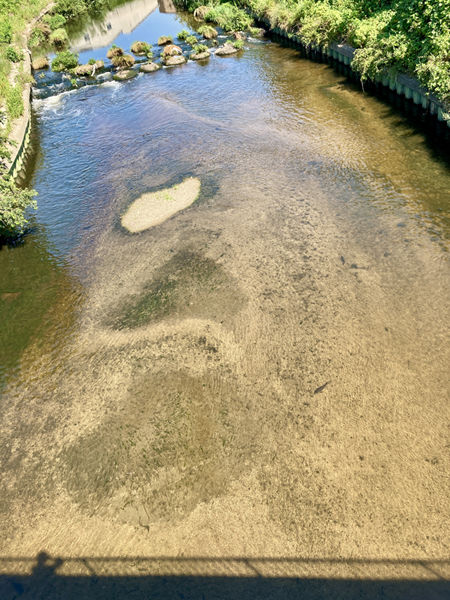 ume竹7　石津川.jpg