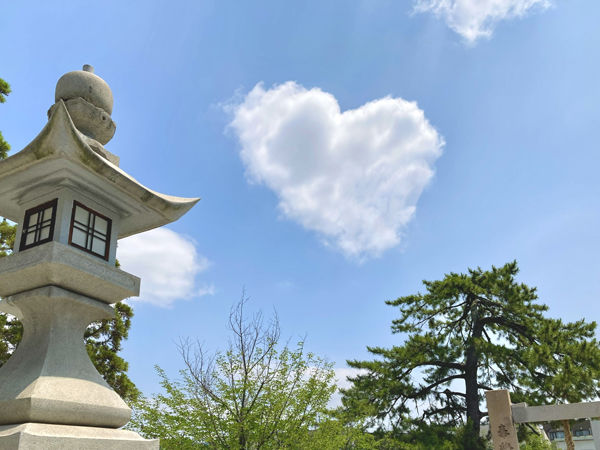umeサン01  夏の日差し.jpg